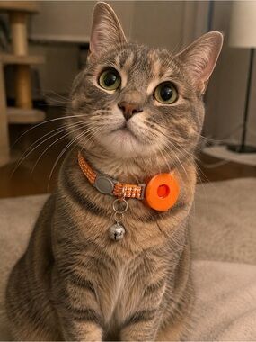 Orange Cat Collar with Orange air tag holder